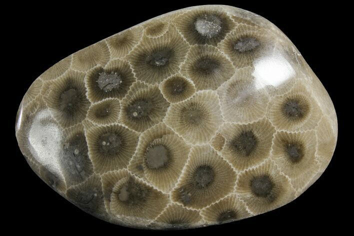 Polished Petoskey Stone (Fossil Coral) - Michigan #156066